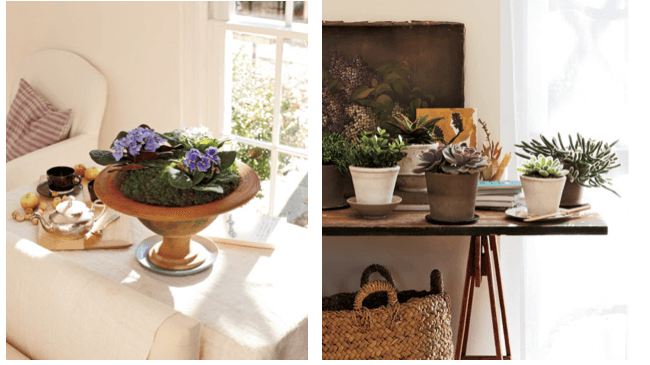 House Plants for DIY home decor