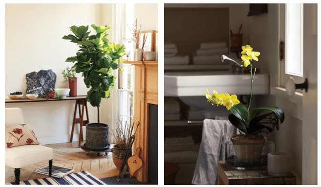 Eco-friendly House Plants